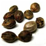 Семена марихуаны АК-47  (Seeds AK-47) в Зуевке